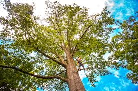 Trusted Aspen, CO Tree Care Experts